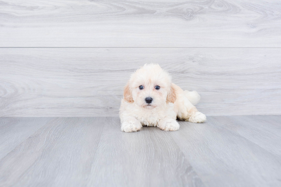 Meet Ziggy - our Maltipoo Puppy Photo 3/3 - Premier Pups