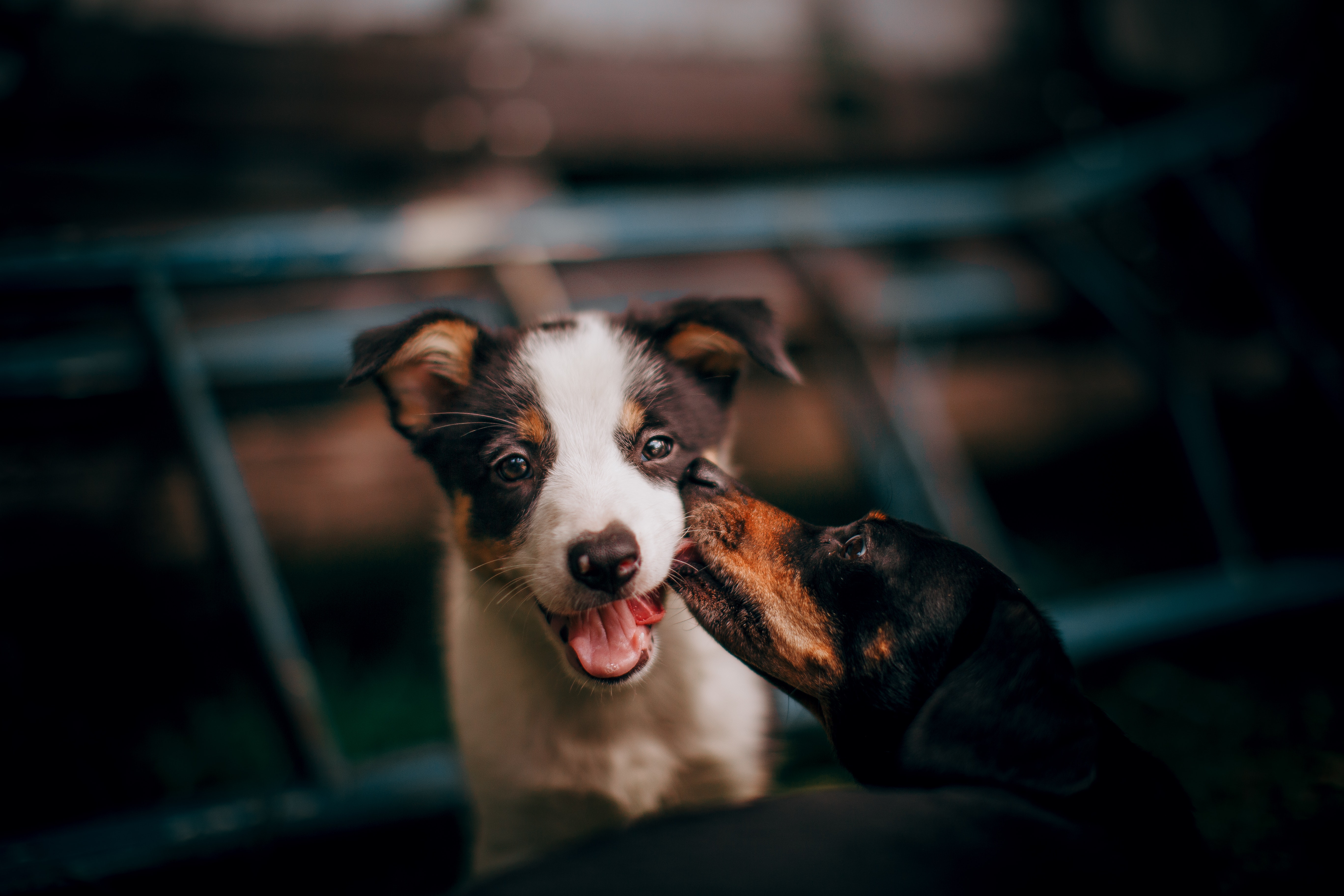 two dogs kissing