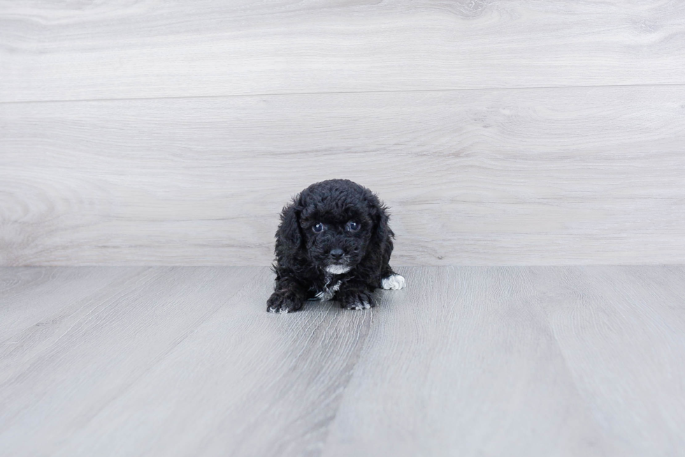 Meet Opel - our Poodle Puppy Photo 3/3 - Premier Pups