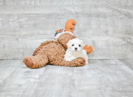 Hypoallergenic Maltepoo Poodle Mix Puppy