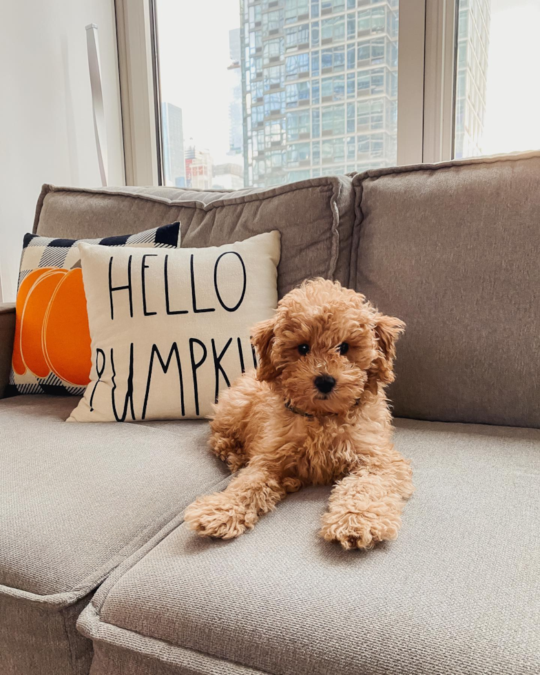 petite mini goldendoodle dog sitting on a cozy couch