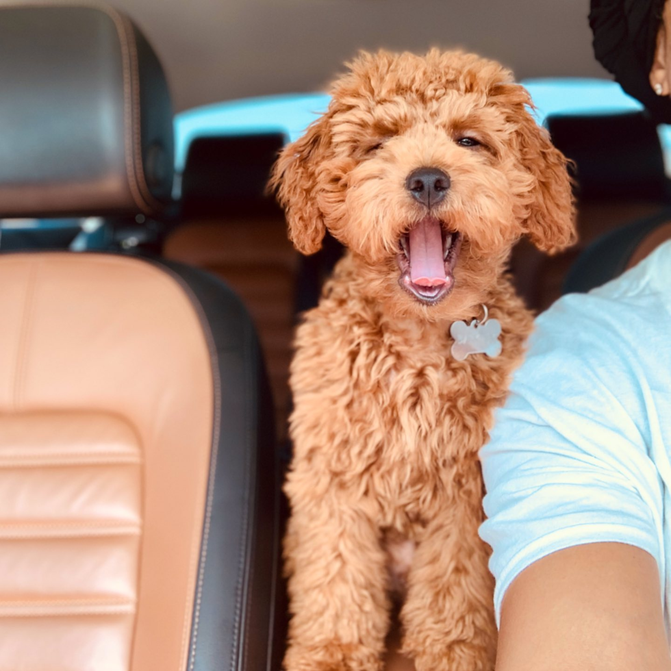 apricot cockapoo full grown sitting in a car with its mouth wide open