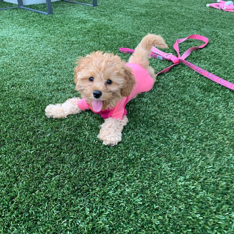 playful Cavapoo on artificial green grass