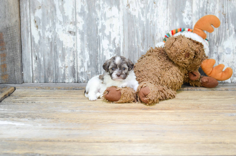 Havanese for sale near me