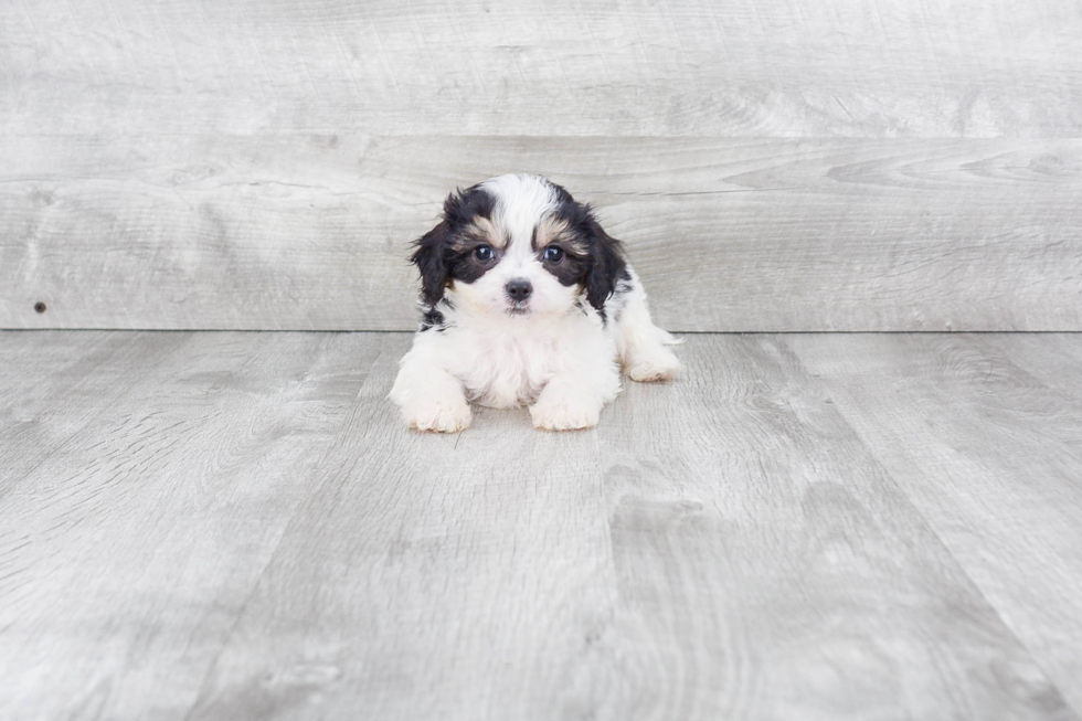 Meet Chuck - our Cavachon Puppy Photo 2/3 - Premier Pups