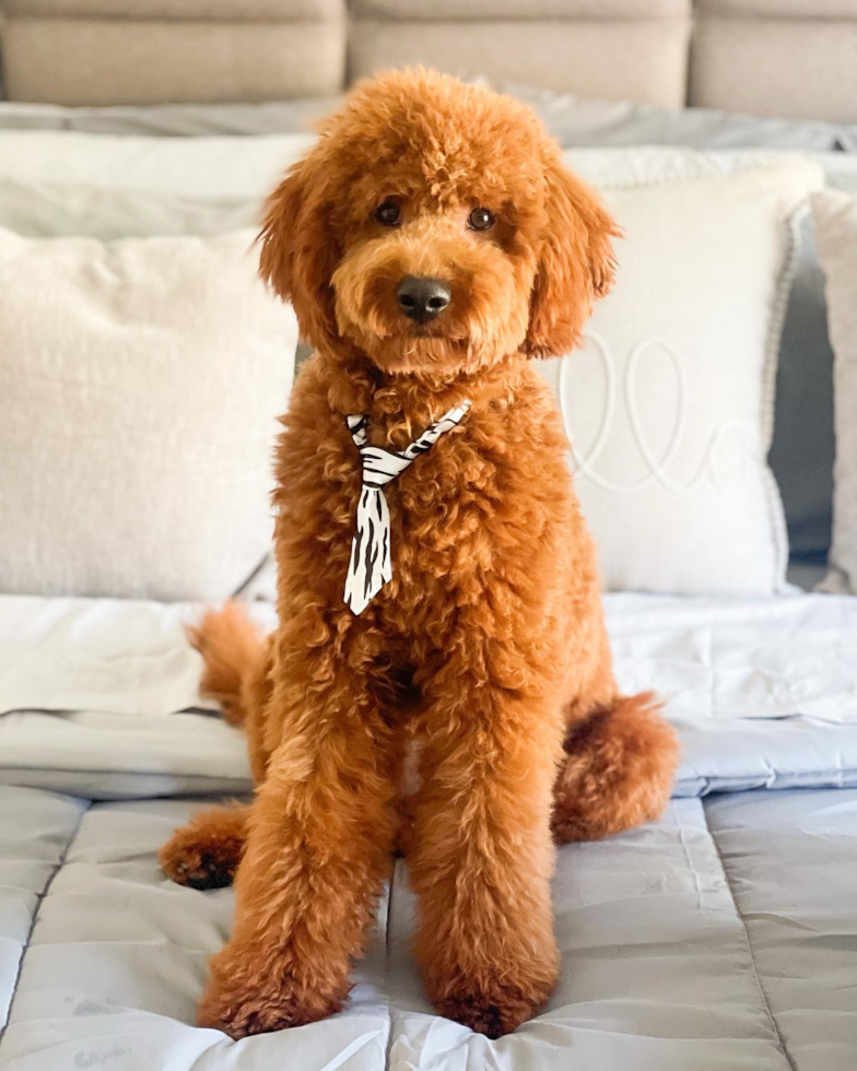 tall mini goldendoodle dog sitting on a light colored bed