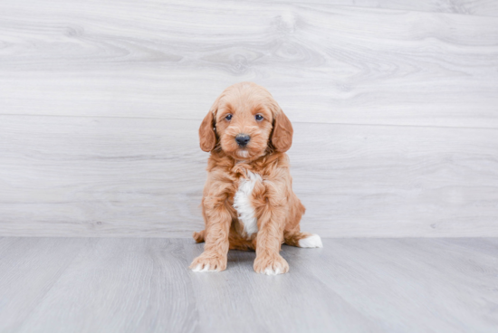 Hypoallergenic Golden Retriever Poodle Mix Puppy