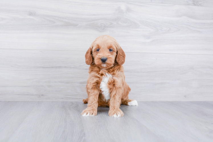 Meet Armani - our Mini Goldendoodle Puppy Photo 1/3 - Premier Pups