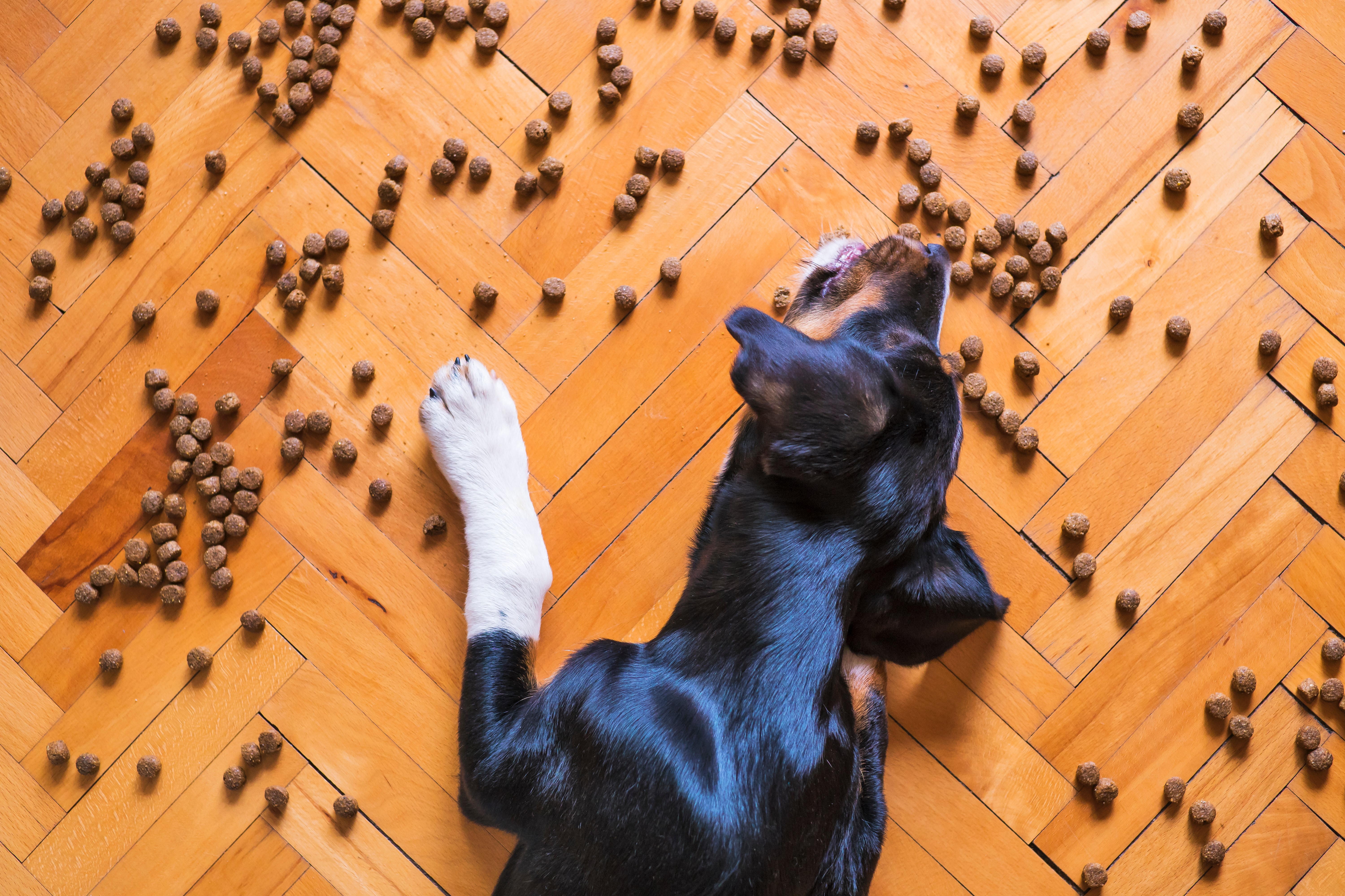 a dog laying on a wooden floor eating dry dog food