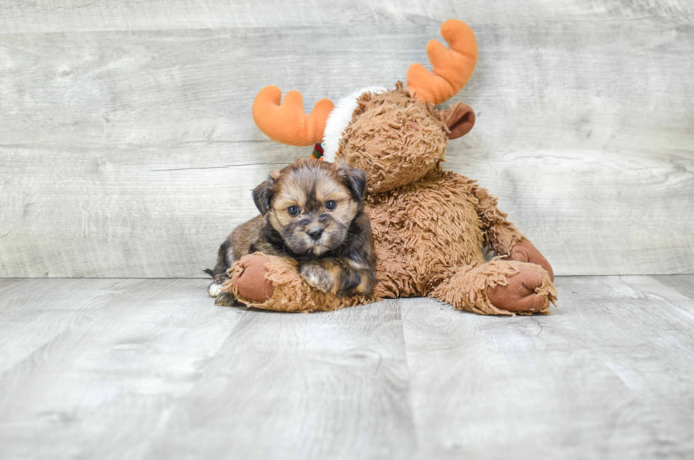 where to buy a teddy bear puppy