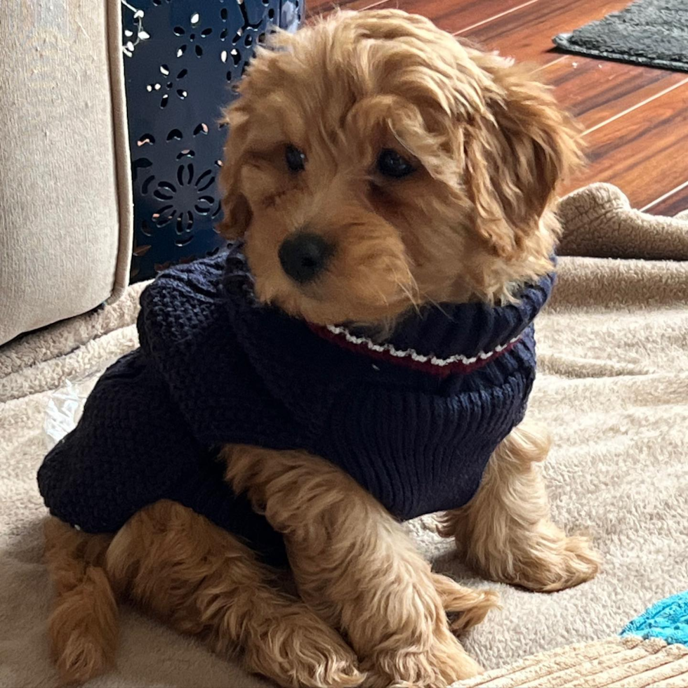 teddy bear mini goldendoodle puppy sitting on the floor wearing a navy blue coat