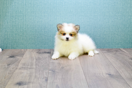 Little Pomeranian Purebred Pup