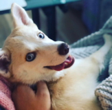 Little Mini Husky Designer Pup