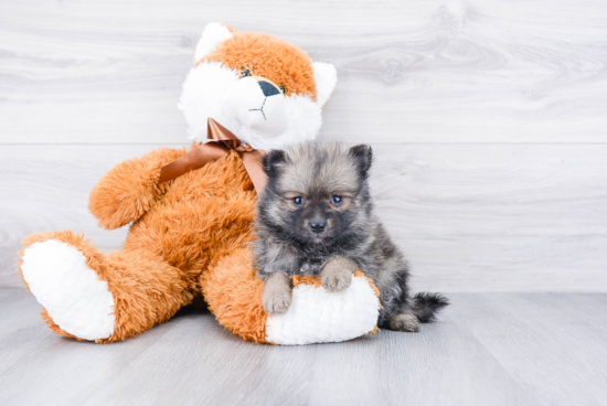 Pomeranian Puppy for Adoption