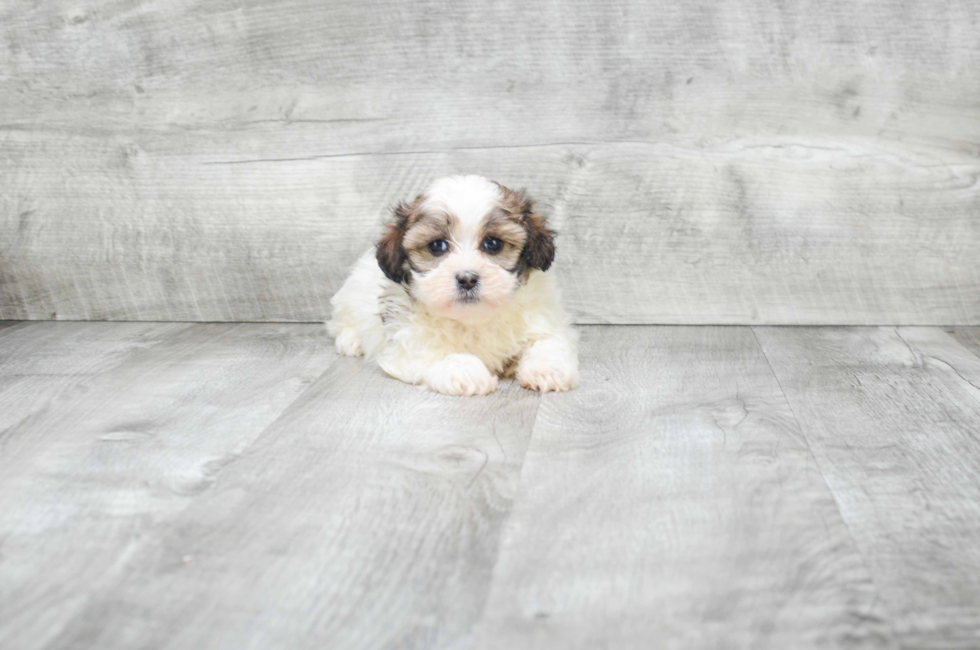 teddy bear puppy dogs for sale
