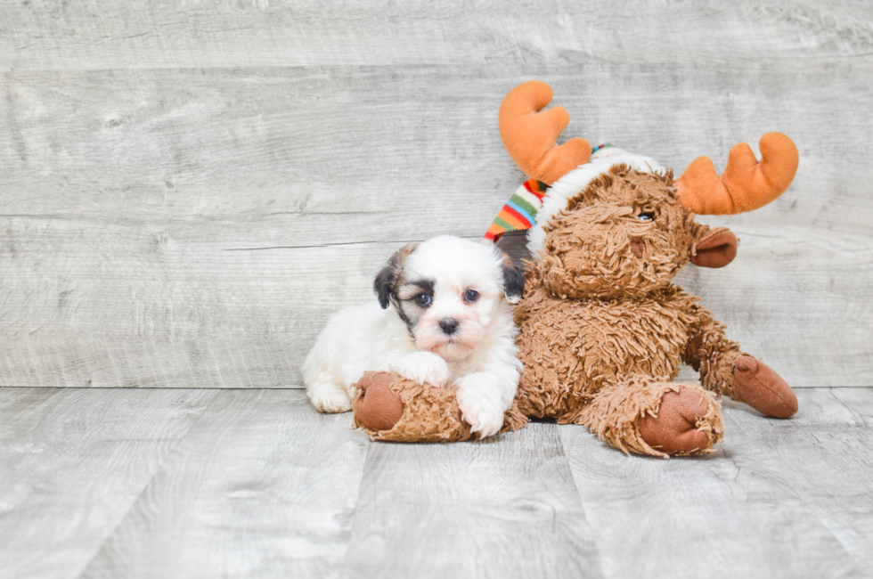 Small breed puppies for sale Teacup Pups for sale in Ohio Premier Pups