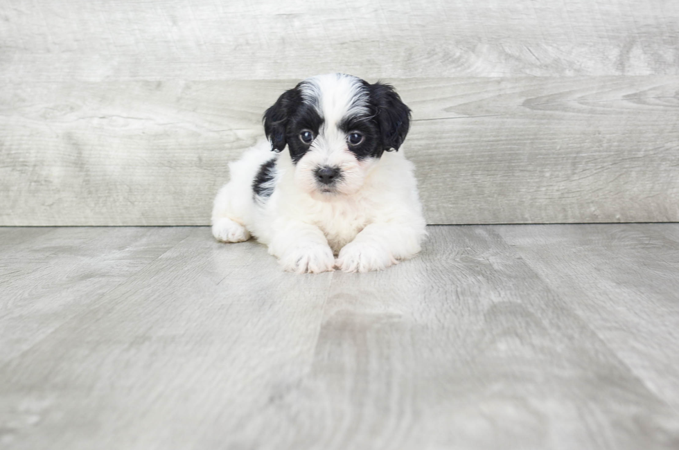 Teddy Bear Puppies for Sale Shichon Puppies