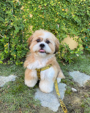 Shih Tzu Pictures, Size, Temperament +More | Premier Pups Popular Shih Tzu Pup