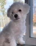 Puppy For Sale Premier Pups Little Bichon Frise Purebred Pup