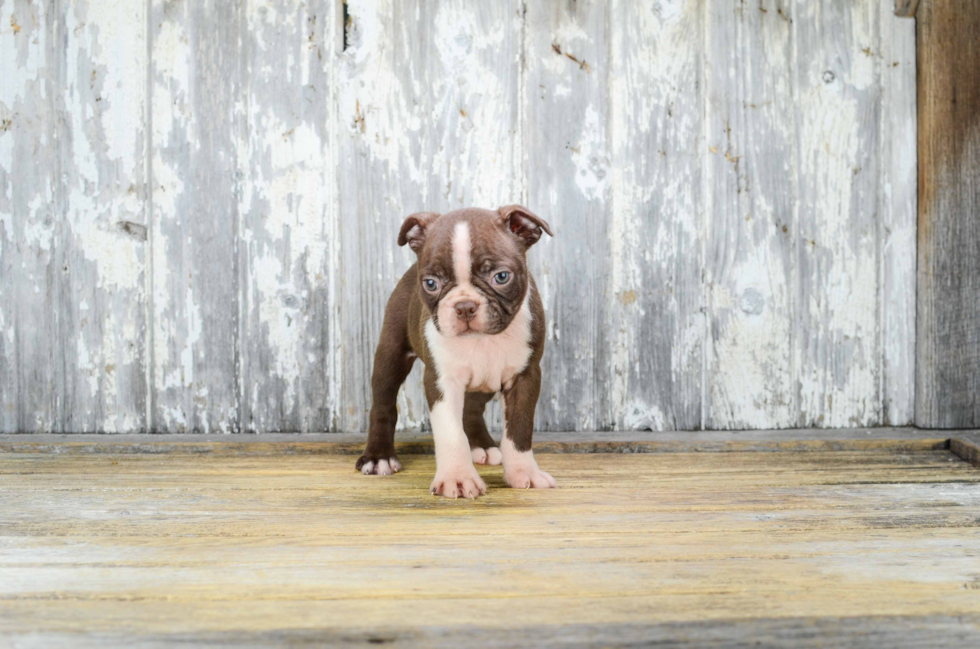 Playful Boston Terrier Purebred Pup
