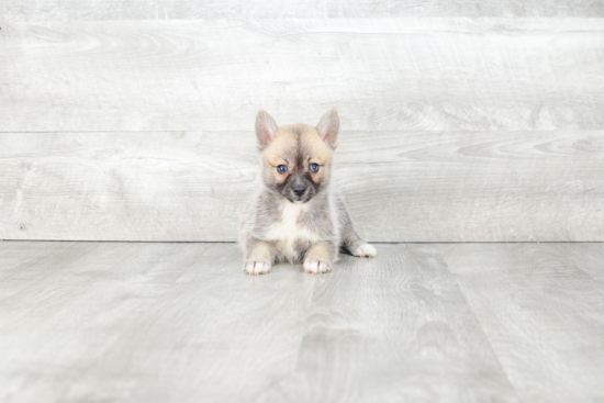 Adorable Mini Husky Designer Puppy