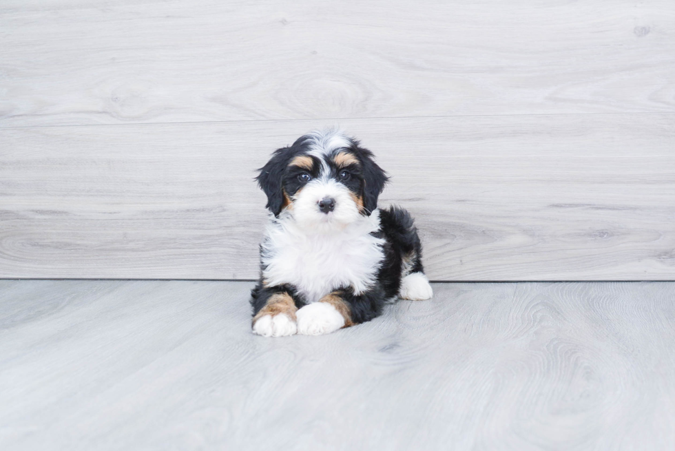 Meet Samson - our Mini Bernedoodle Puppy Photo 3/3 - Premier Pups