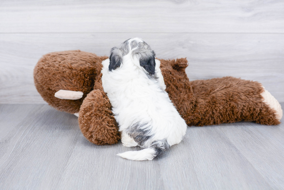 Funny Teddy Bear Designer Pup