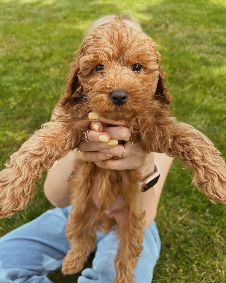 brown cockapoo puppy being held in the air by a person