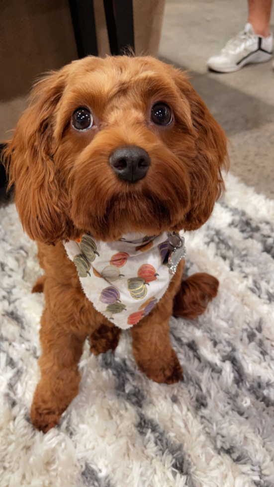 brown mini Cavapoo