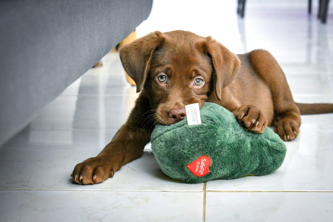 Playful dog being rewarded with a toy after training