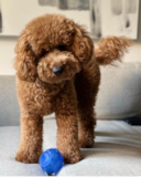 Petite Mini Goldendoodle Pup