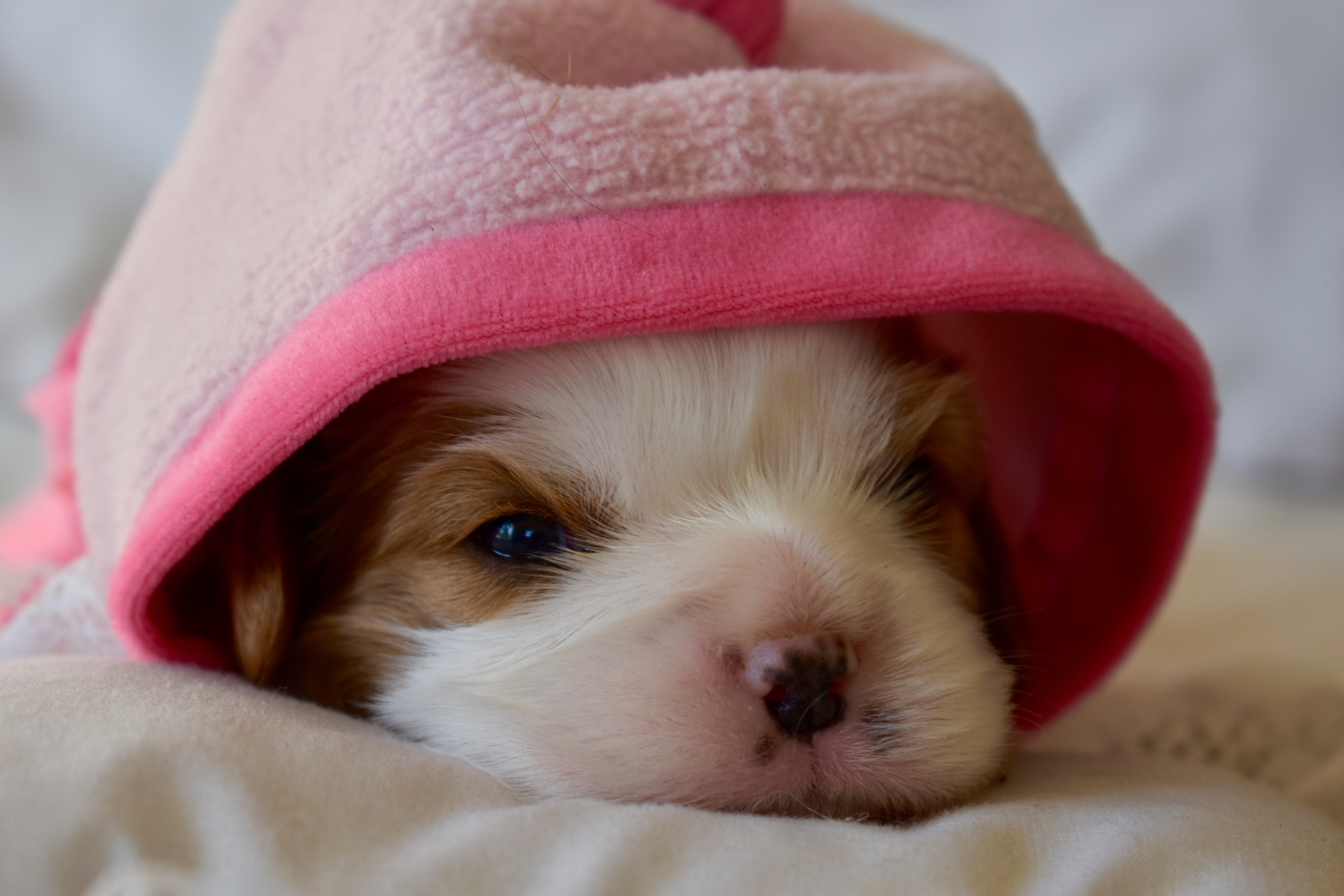 little puppy wearing a pink hoodie