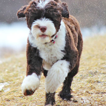 brown and white Portuguese water dog running on grass