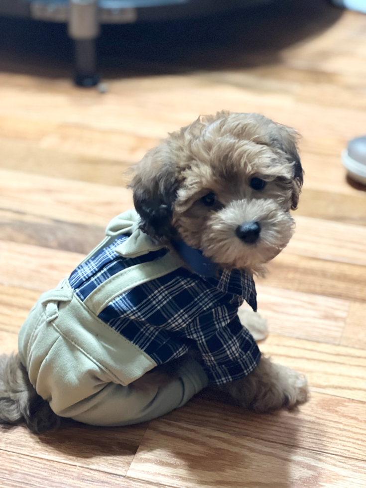 maltipoo wearing a cute dog outfit