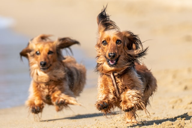 two long-haired dachshunds running 