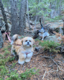 Shih Tzu Pictures, Size, Temperament +More | Premier Pups Hypoallergenic Shih Tzu Pup