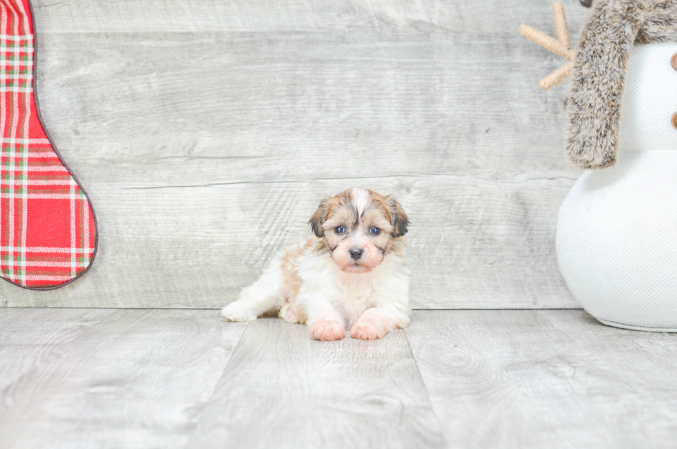 Teddy Bear Puppies for Sale Shichon Puppies