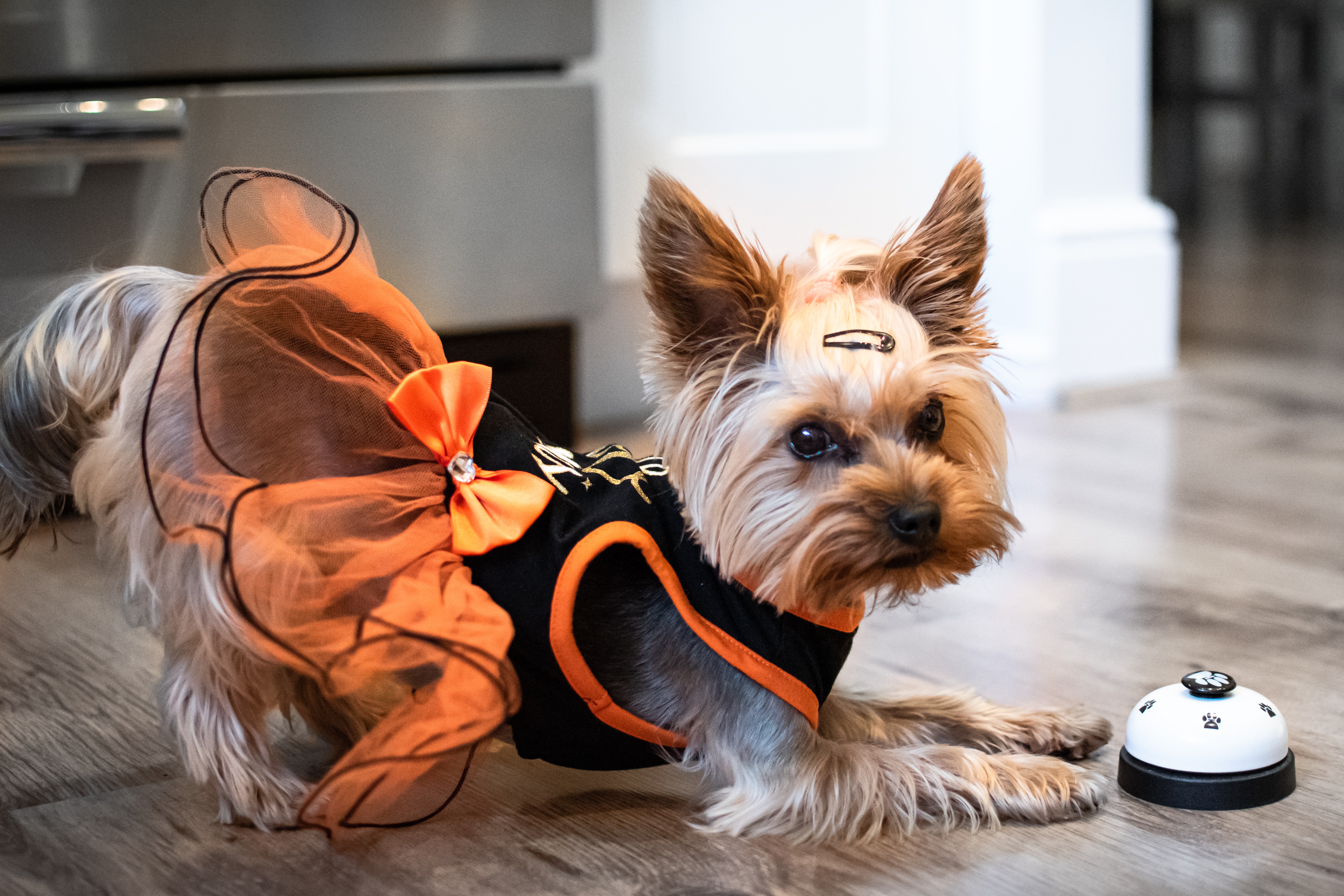 a female Yorkshire terrier dog wearing a cute dog outfit standing in front of a dog bell