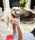 Shih Tzu Pictures, Size, Temperament +More | Premier Pups Funny Shih Tzu Purebred Pup