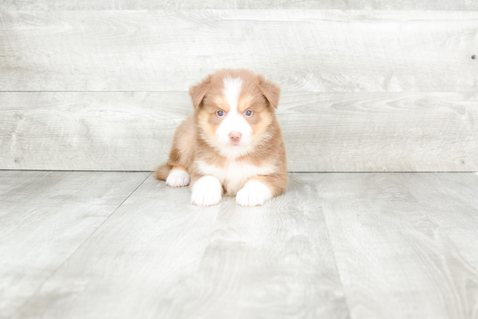 Meet Teagan - our Pomsky Puppy Photo 1/4 - Premier Pups
