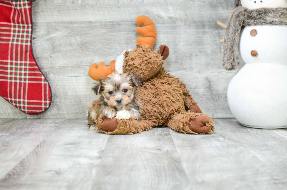 Morkie puppies for sale Mixed Small Breed puppies for sale