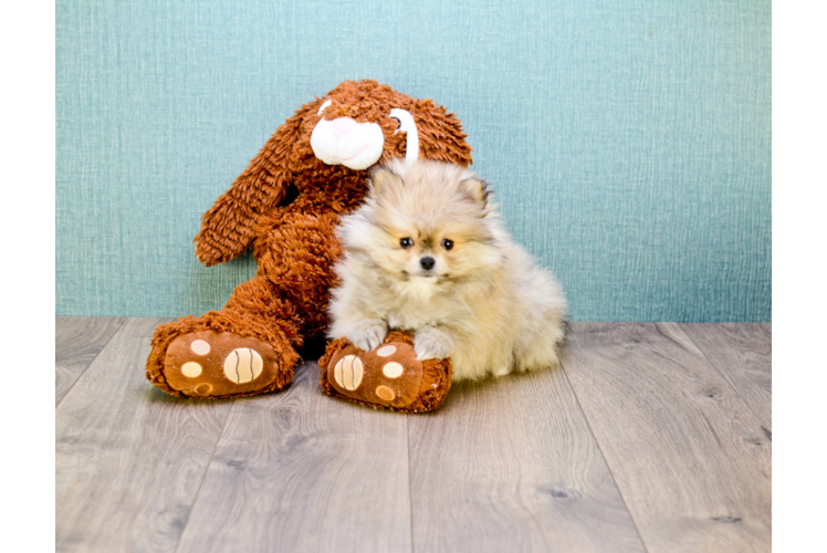 Small Pomeranian Baby