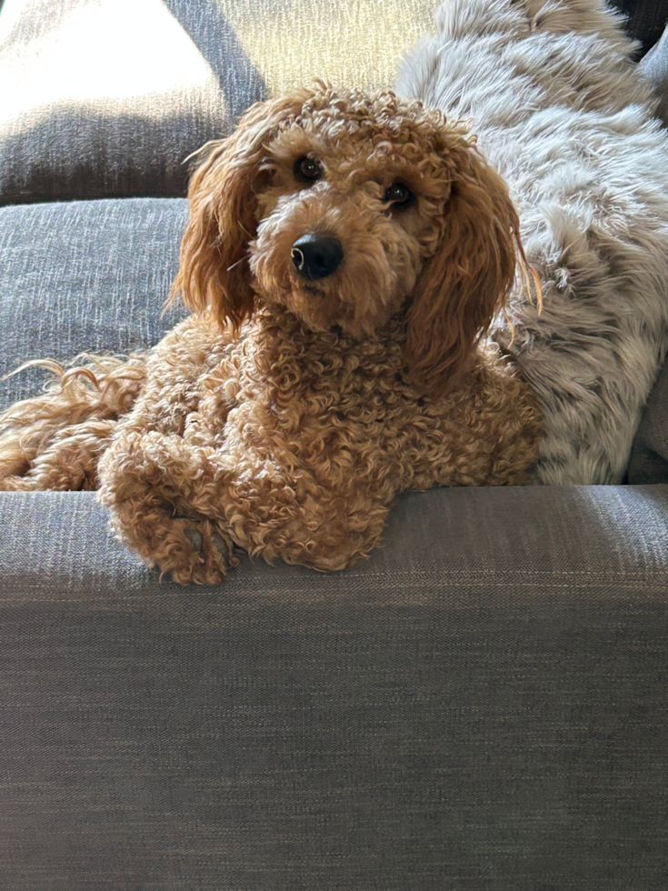 curly mini goldendoodle dog sitting on a gray couch with its elbow on the couch handle