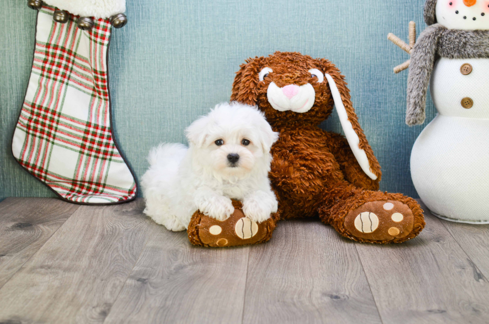 Premier Pups for sale in Ohio Buy or adopt a puppy breed on Premier Pup