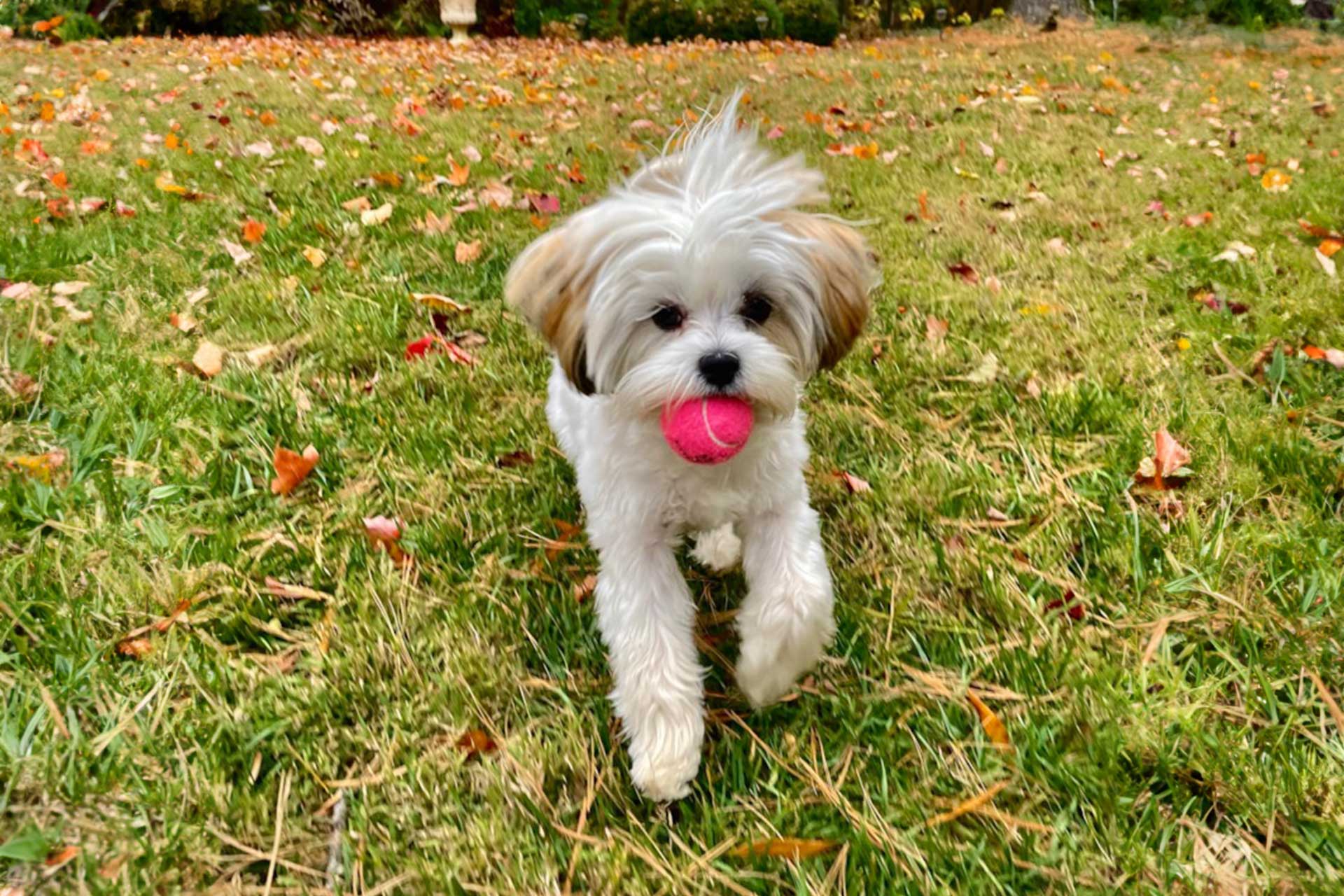 Cute Maltese Shih Tzu Puppy