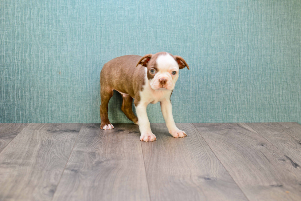 Boston Terrier Puppy for Adoption