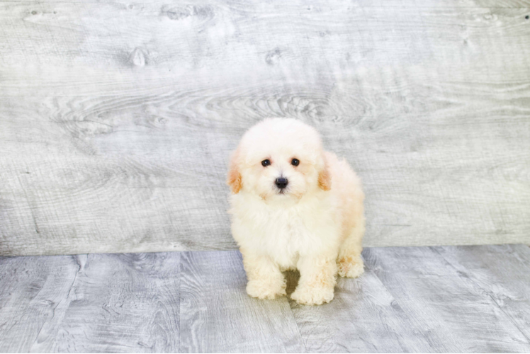 Poodle Mark 3lb 8oz Purebred Puppy
