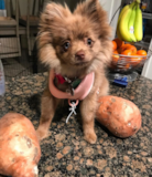 Puppy For Sale Premier Pups Pomeranian Being Cute