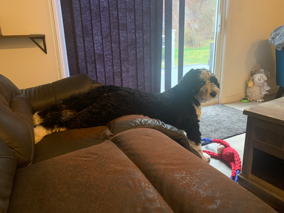 mini bernedoodle dog sitting with its front legs on the floor and its back legs on a couch - premier pups