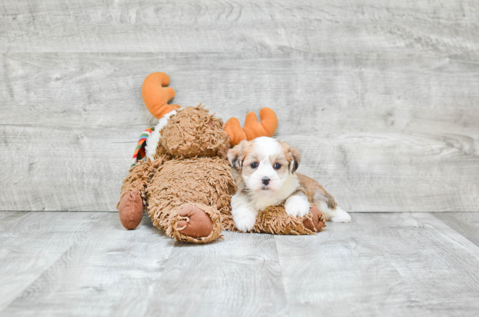 Puppies For Sale In Preble County Ohio